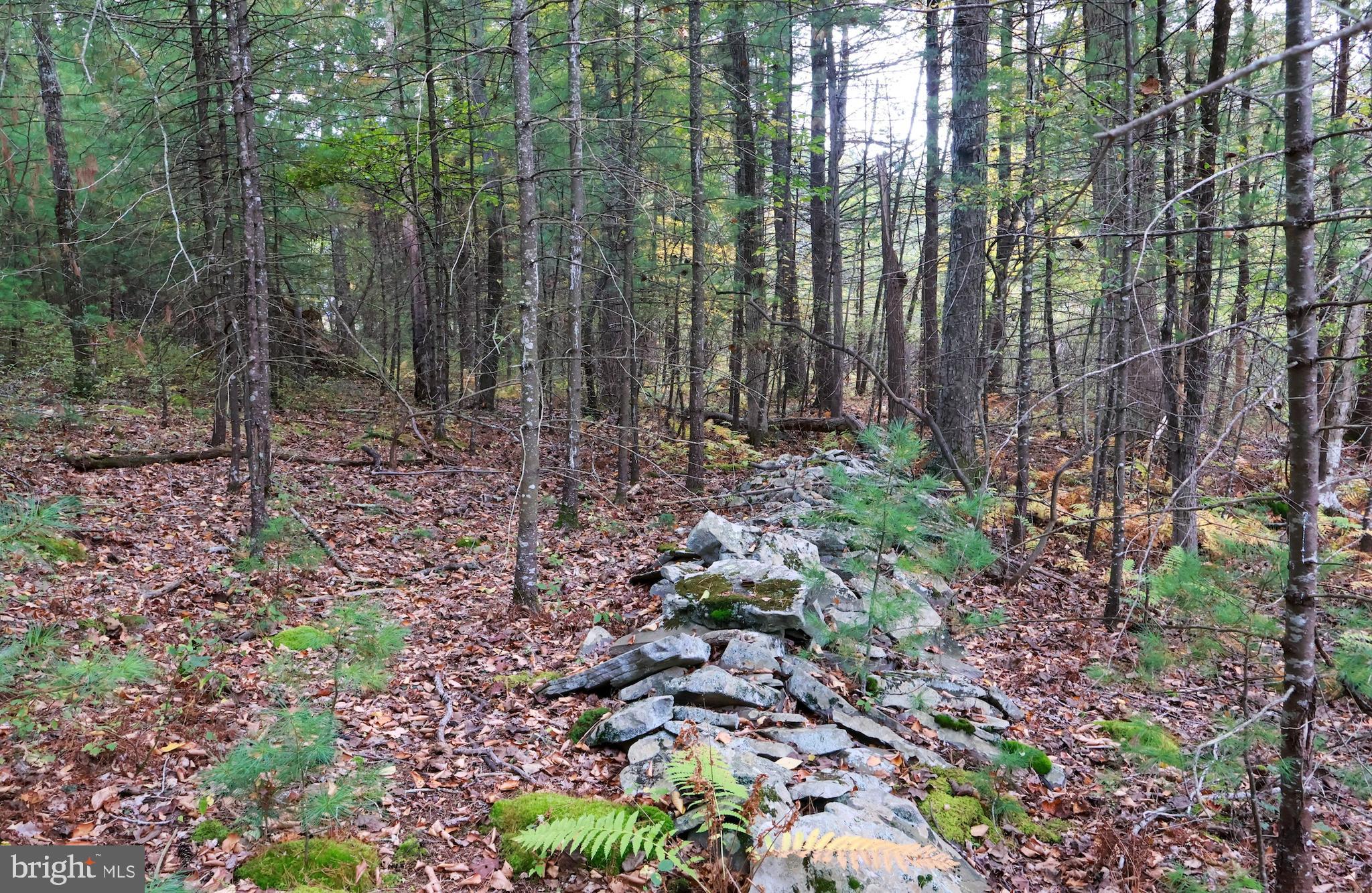 0 Park Road Dingmans Ferry, PA 18328 - Photo 22 of 30 a view of a forest with lots of trees