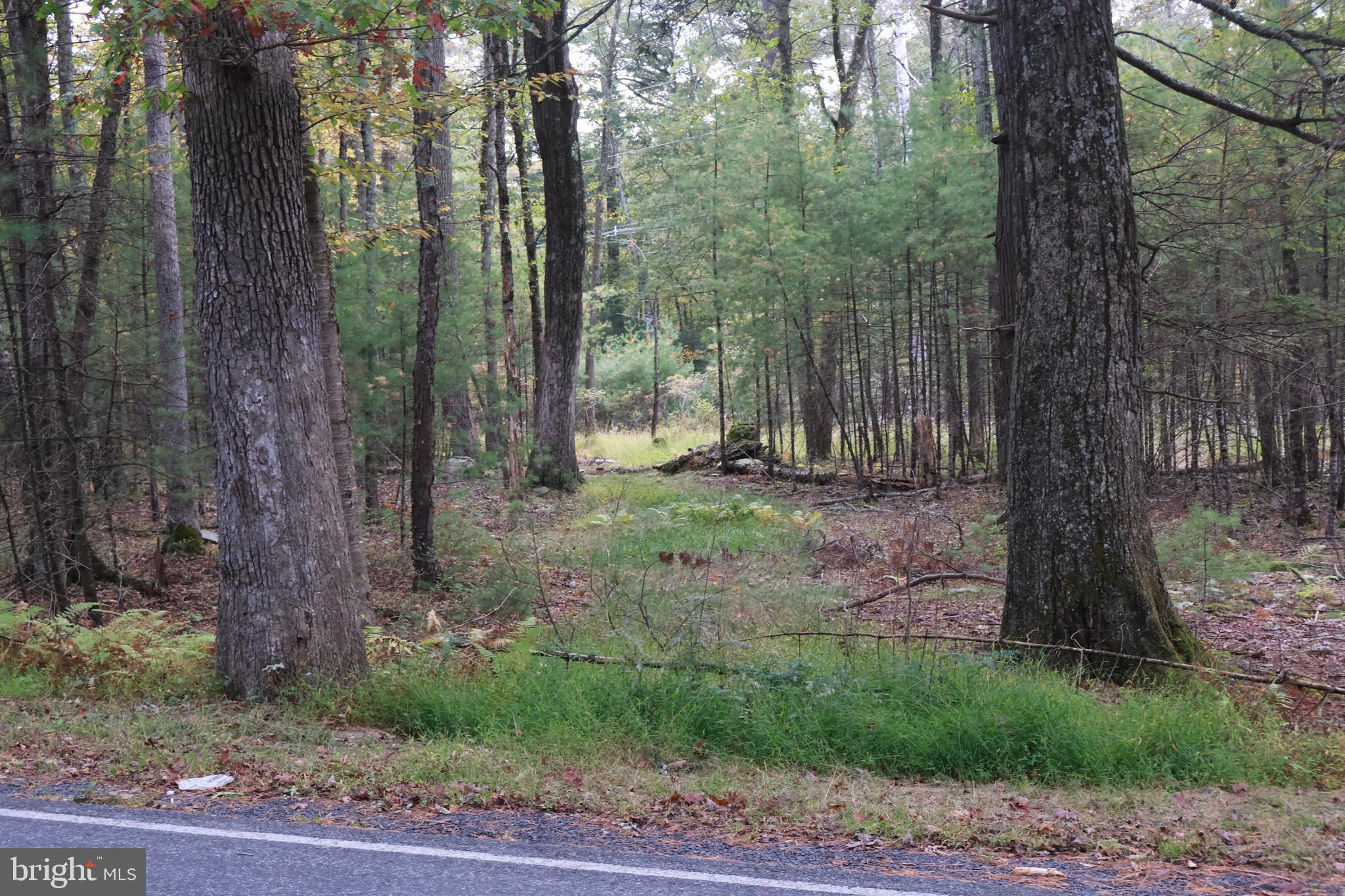 0 Park Road Dingmans Ferry, PA 18328 - Photo 8 of 30 a view of a forest with a tree
