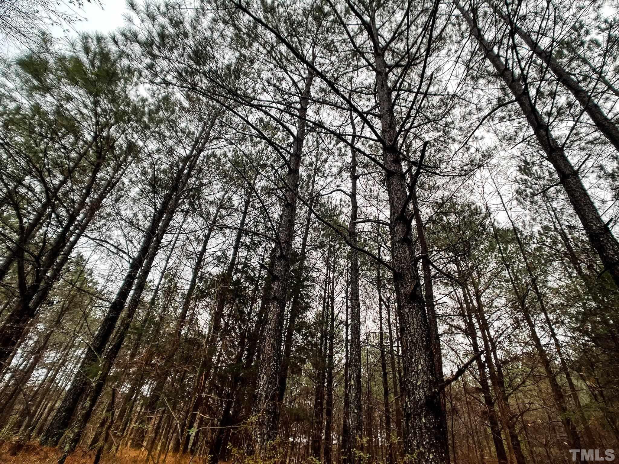 22.34-acres Arthur Wilder Road Spring Hope, NC 27882 - Photo 19 of 30