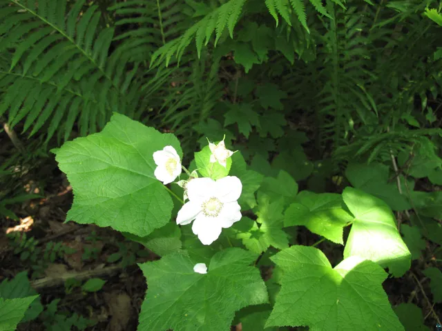 $300,000 | 5-xx Caribou Trail, Lutsen, MN 55612