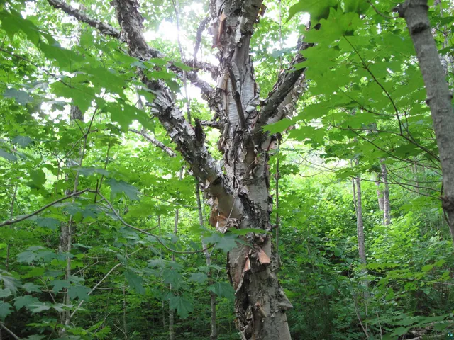 $300,000 | 5-xx Caribou Trail, Lutsen, MN 55612