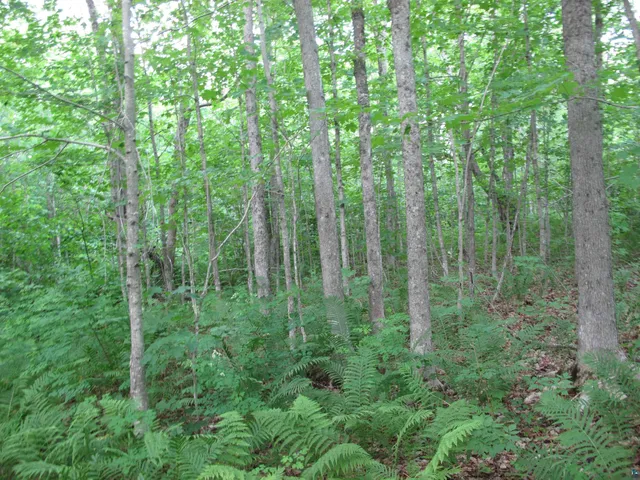 $300,000 | 5-xx Caribou Trail, Lutsen, MN 55612