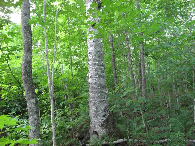 $300,000 | 5-xx Caribou Trail, Lutsen, MN 55612