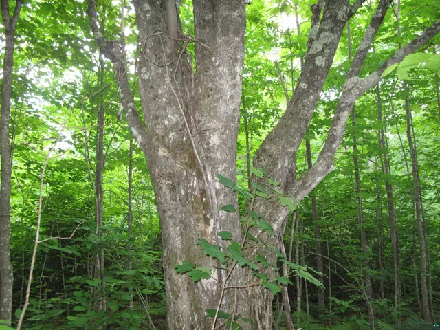 $300,000 | 5-xx Caribou Trail, Lutsen, MN 55612