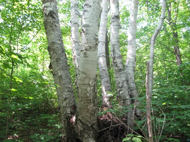 $300,000 | 5-xx Caribou Trail, Lutsen, MN 55612