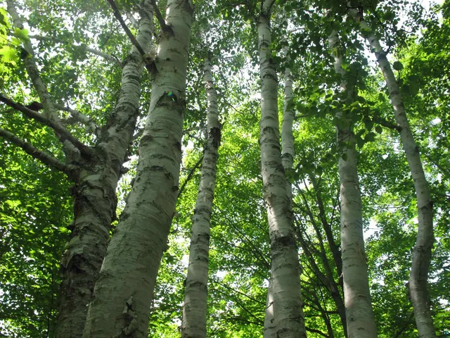 $300,000 | 5-xx Caribou Trail, Lutsen, MN 55612