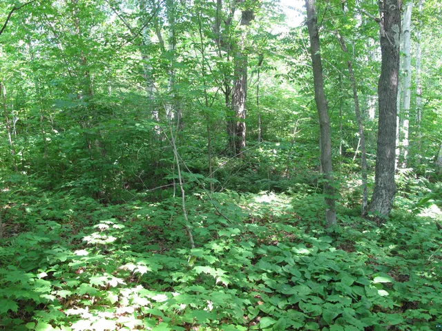 $300,000 | 5-xx Caribou Trail, Lutsen, MN 55612