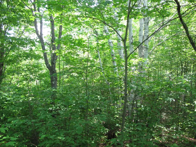 $300,000 | 5-xx Caribou Trail, Lutsen, MN 55612