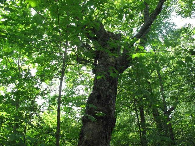 $300,000 | 5-xx Caribou Trail, Lutsen, MN 55612