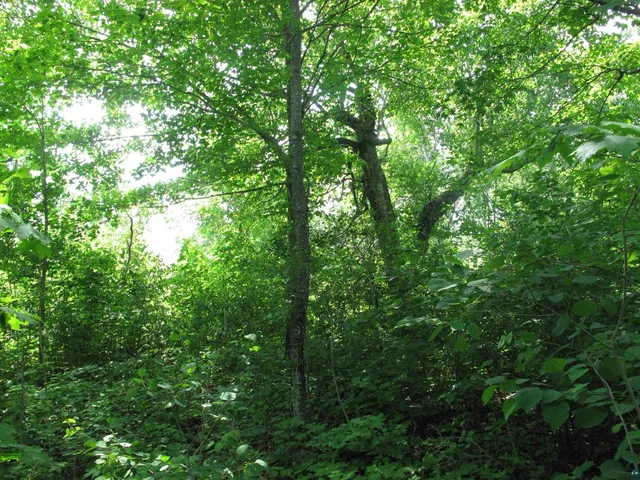 $300,000 | 5-xx Caribou Trail, Lutsen, MN 55612