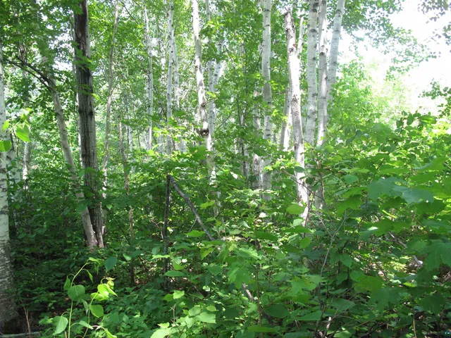 $300,000 | 5-xx Caribou Trail, Lutsen, MN 55612