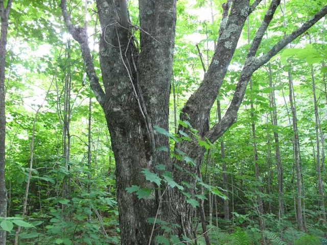 $300,000 | 5-xx Caribou Trail, Lutsen, MN 55612