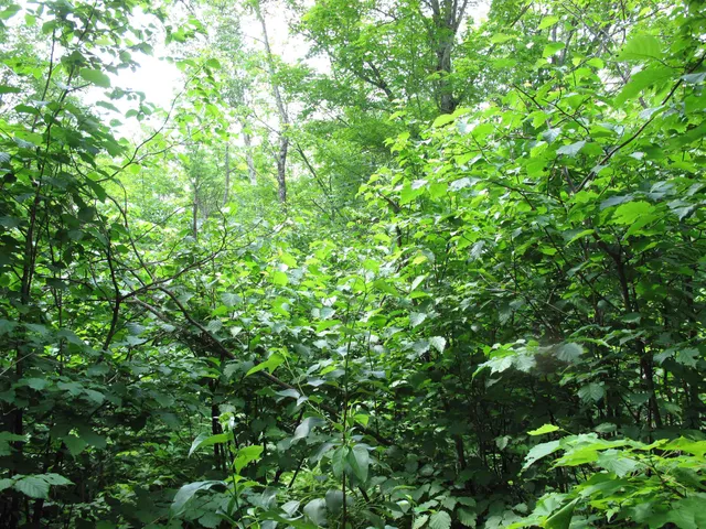 $300,000 | 5-xx Caribou Trail, Lutsen, MN 55612