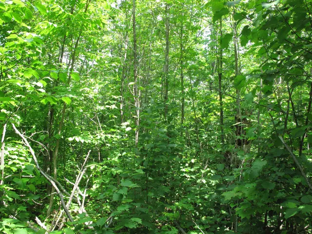 $300,000 | 5-xx Caribou Trail, Lutsen, MN 55612