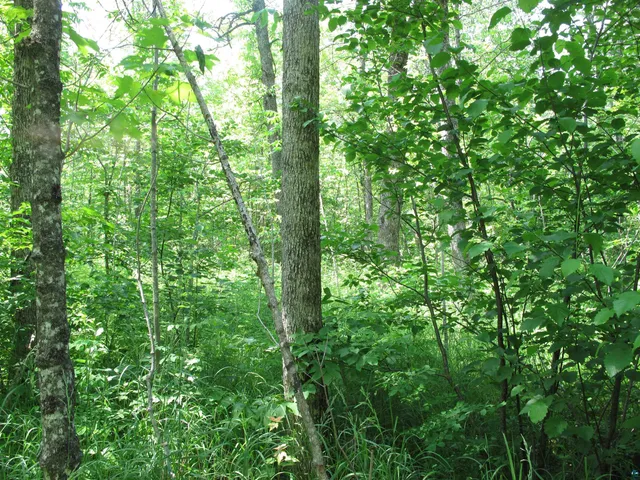 $300,000 | 5-xx Caribou Trail, Lutsen, MN 55612