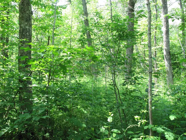$300,000 | 5-xx Caribou Trail, Lutsen, MN 55612