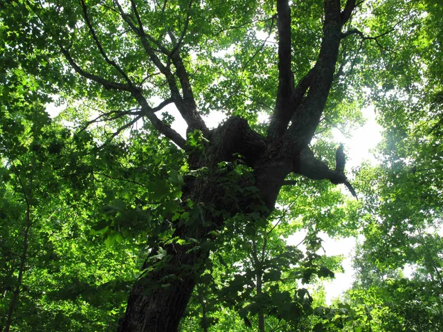 $300,000 | 5-xx Caribou Trail, Lutsen, MN 55612