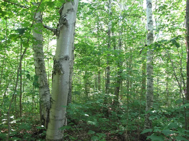$300,000 | 5-xx Caribou Trail, Lutsen, MN 55612