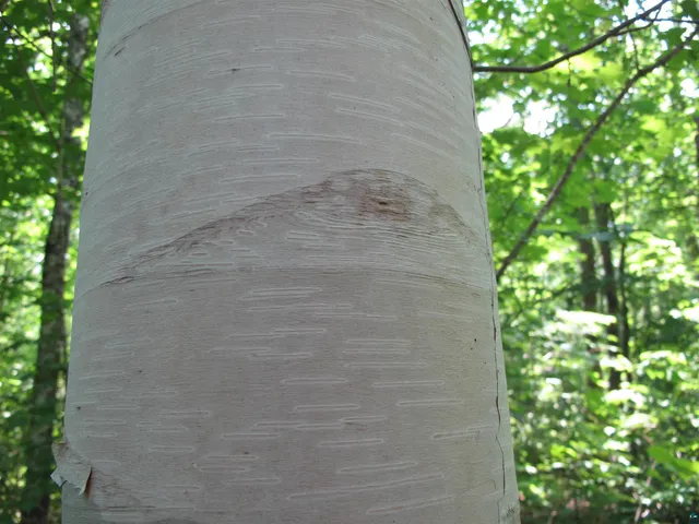 $300,000 | 5-xx Caribou Trail, Lutsen, MN 55612