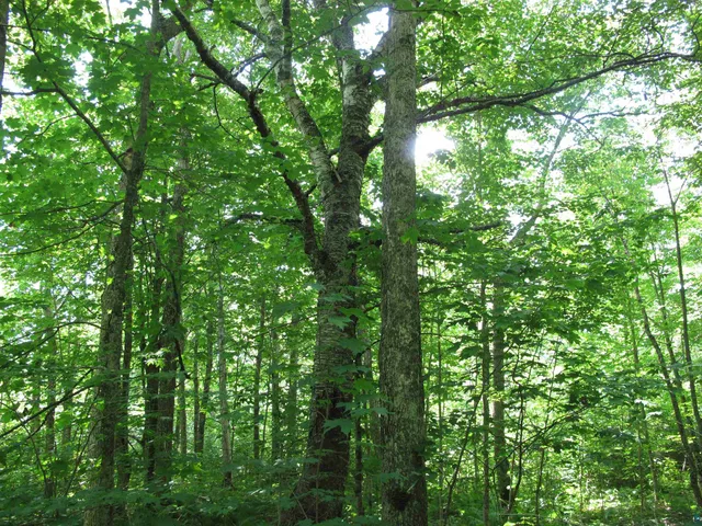 $300,000 | 5-xx Caribou Trail, Lutsen, MN 55612