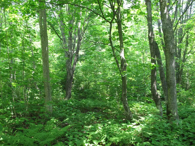 $300,000 | 5-xx Caribou Trail, Lutsen, MN 55612