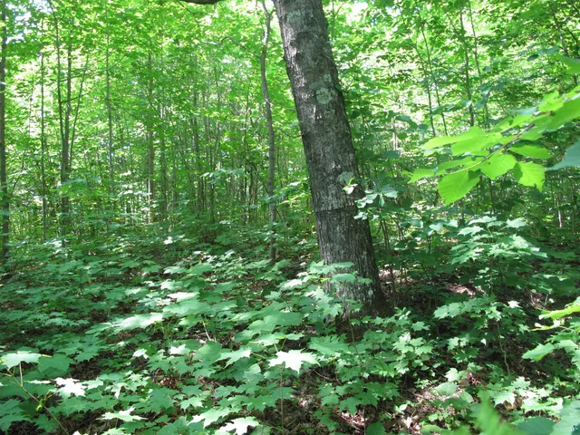 $300,000 | 5-xx Caribou Trail, Lutsen, MN 55612