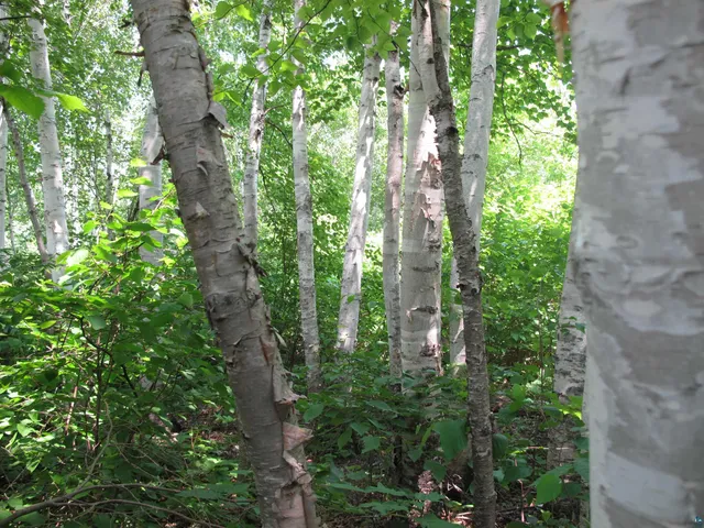 $300,000 | 5-xx Caribou Trail, Lutsen, MN 55612