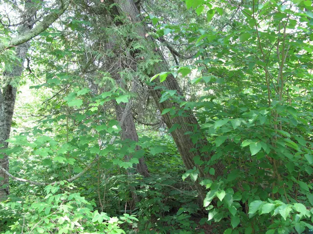 $300,000 | 5-xx Caribou Trail, Lutsen, MN 55612