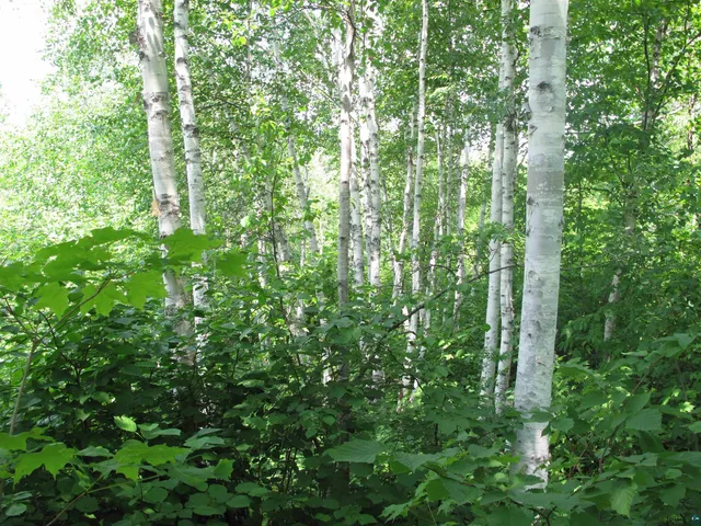 $300,000 | 5-xx Caribou Trail, Lutsen, MN 55612