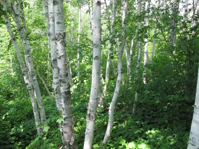 $300,000 | 5-xx Caribou Trail, Lutsen, MN 55612