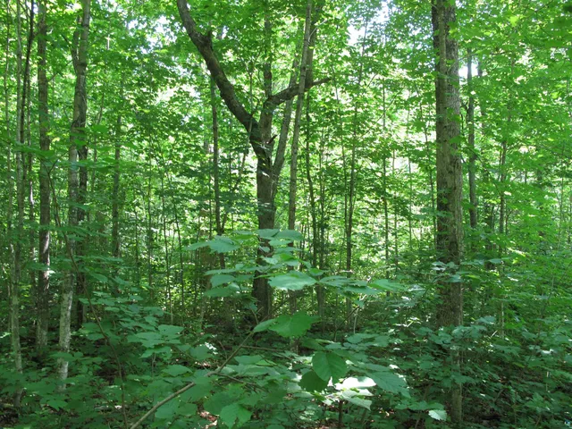 $300,000 | 5-xx Caribou Trail, Lutsen, MN 55612