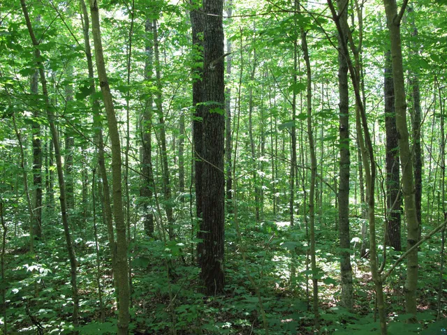 $300,000 | 5-xx Caribou Trail, Lutsen, MN 55612