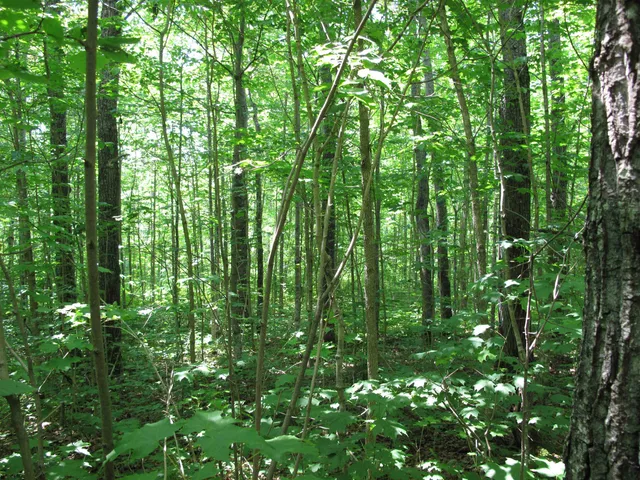 $300,000 | 5-xx Caribou Trail, Lutsen, MN 55612