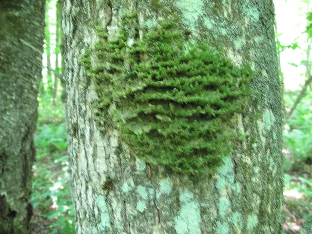 $300,000 | 5-xx Caribou Trail, Lutsen, MN 55612