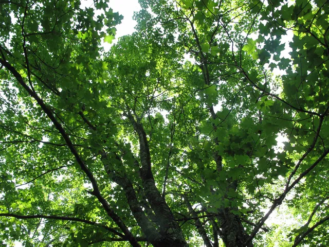 $300,000 | 5-xx Caribou Trail, Lutsen, MN 55612