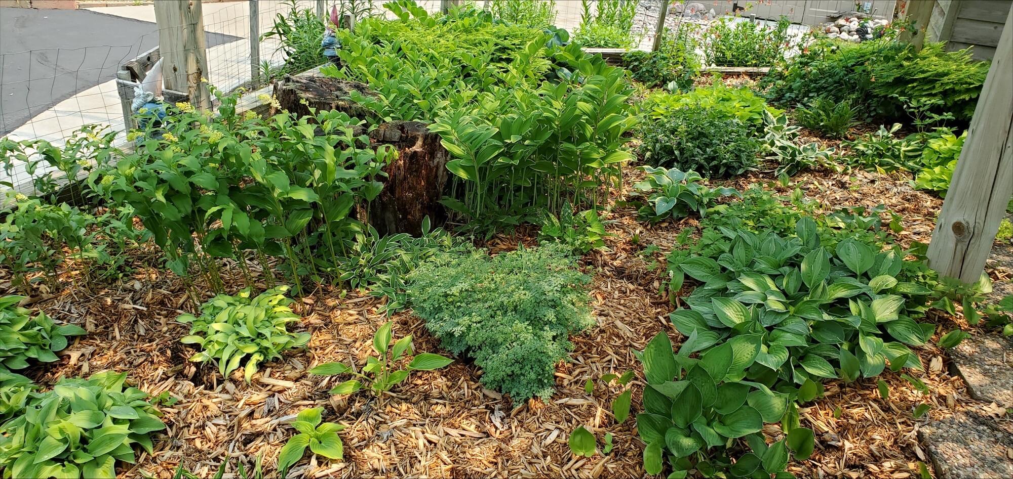 N11024 Deer Lake Road Stephenson, WI 54104 - Photo 63 of 99 Hosta Garden-2