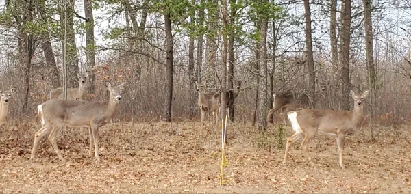 $550,000 | N11024 Deer Lake Road, Stephenson, WI 54104