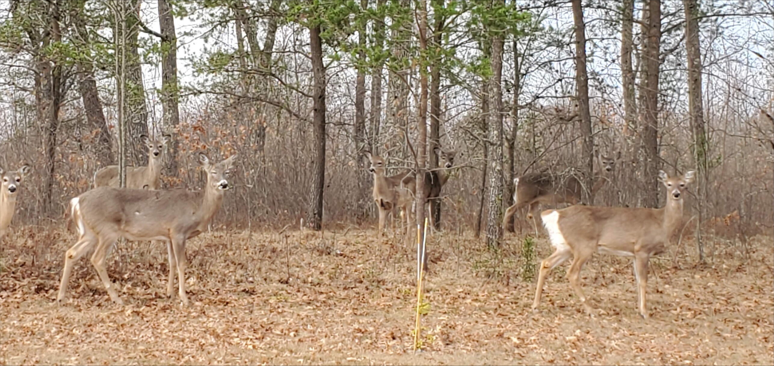 N11024 Deer Lake Road Stephenson, WI 54104 - Photo 67 of 99 Deer-1