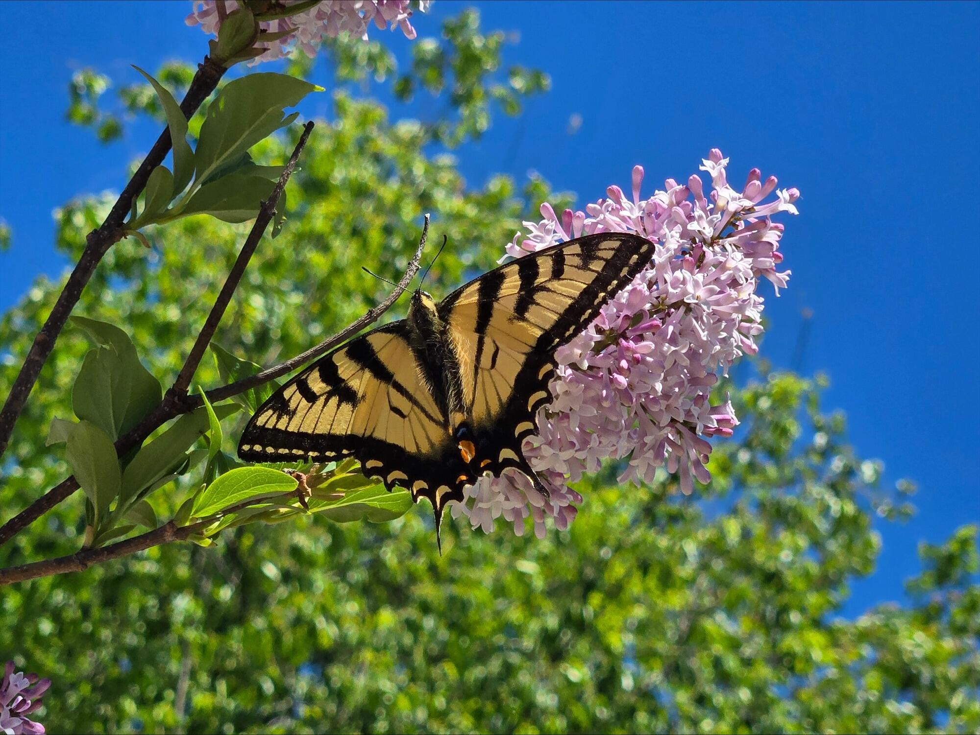 N11024 Deer Lake Road Stephenson, WI 54104 - Photo 69 of 99 Butterfly