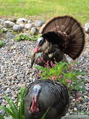 $550,000 | N11024 Deer Lake Road, Stephenson, WI 54104