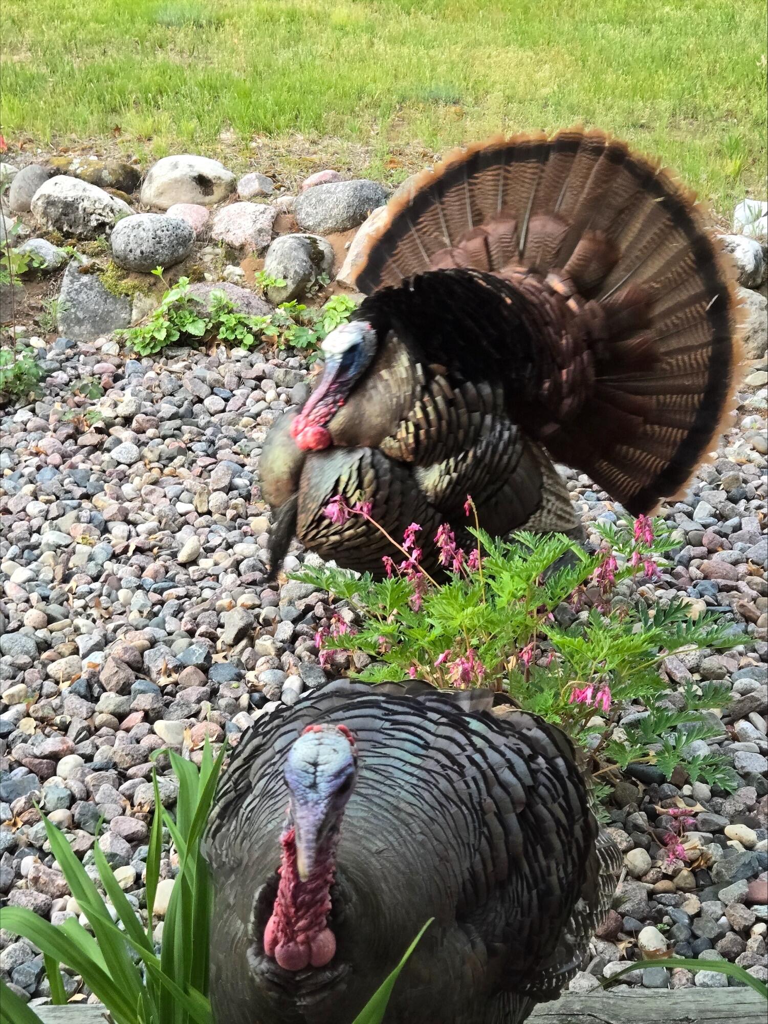 N11024 Deer Lake Road Stephenson, WI 54104 - Photo 70 of 99 Turkeys