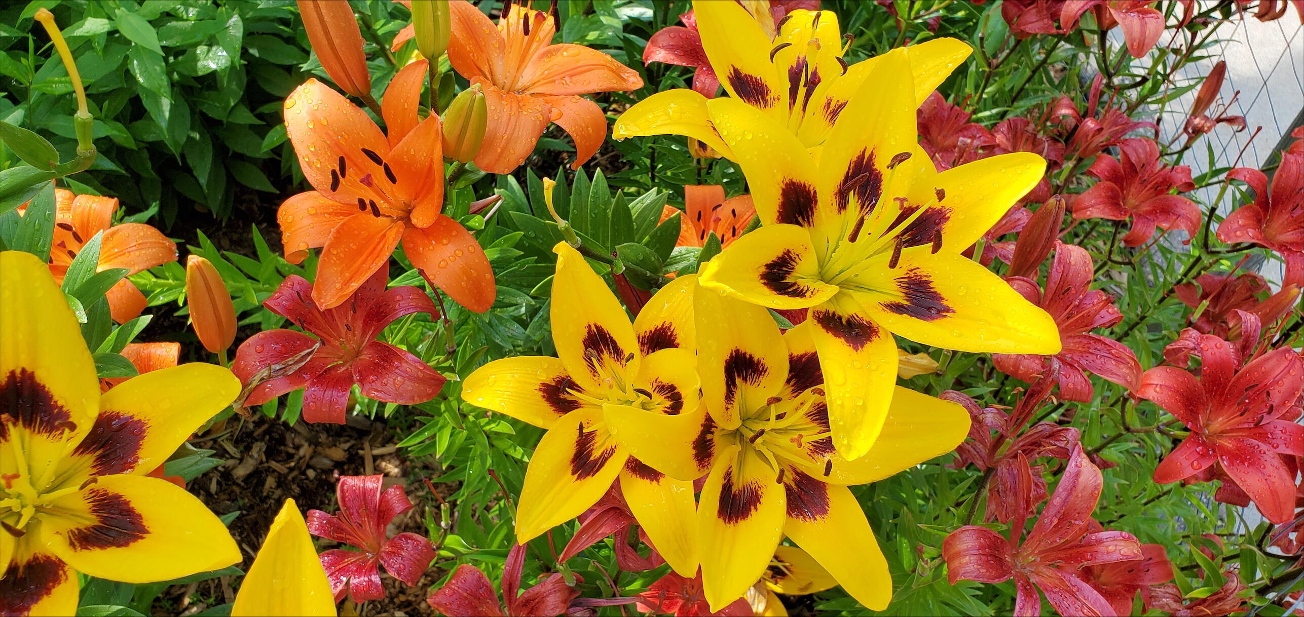 N11024 Deer Lake Road Stephenson, WI 54104 - Photo 72 of 99 Perennials Galore