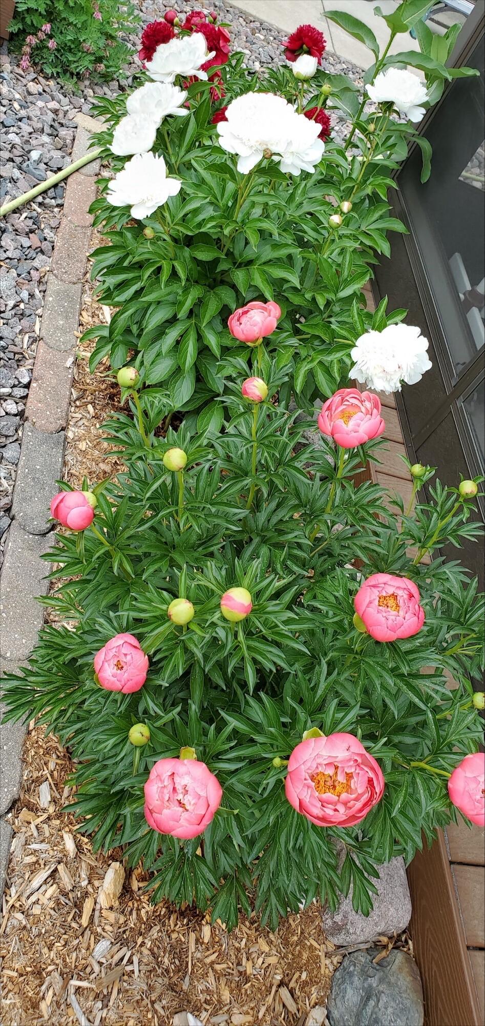 N11024 Deer Lake Road Stephenson, WI 54104 - Photo 74 of 99 Perennials-3