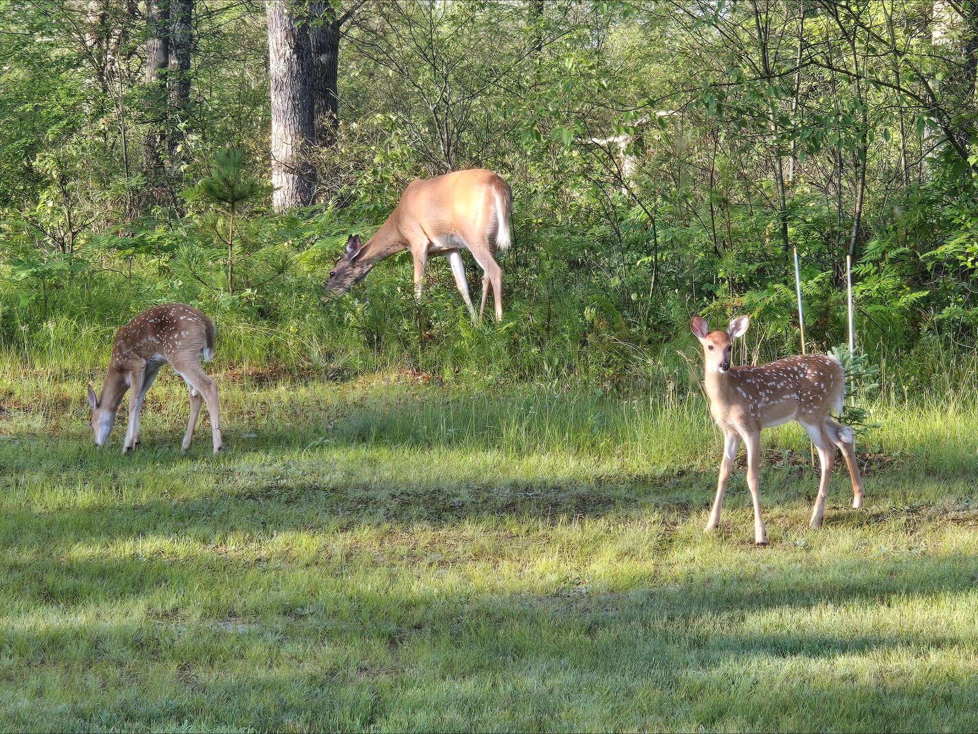 N11024 Deer Lake Road Stephenson, WI 54104 - Photo 75 of 99 Deer