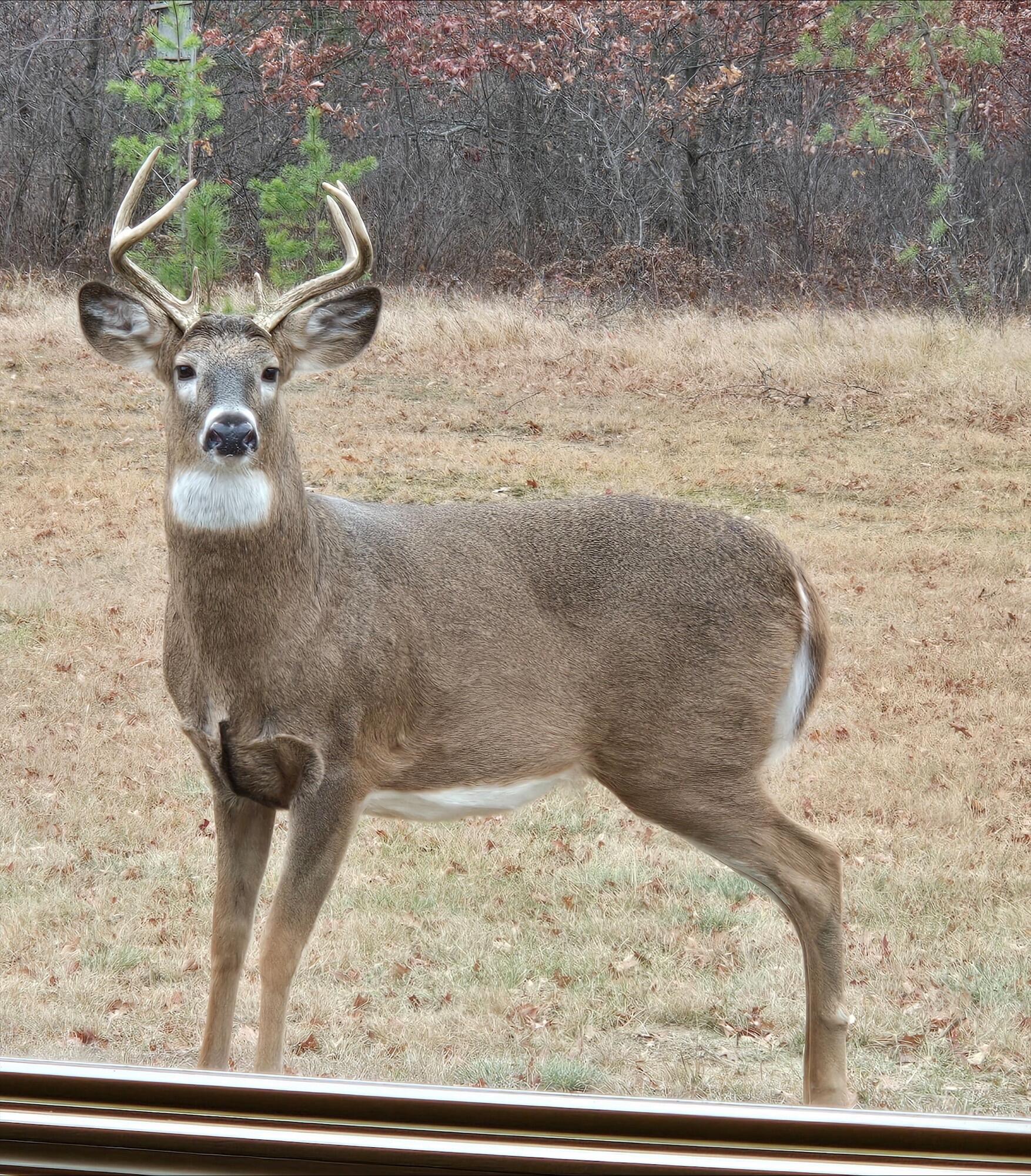 N11024 Deer Lake Road Stephenson, WI 54104 - Photo 76 of 99 Buck