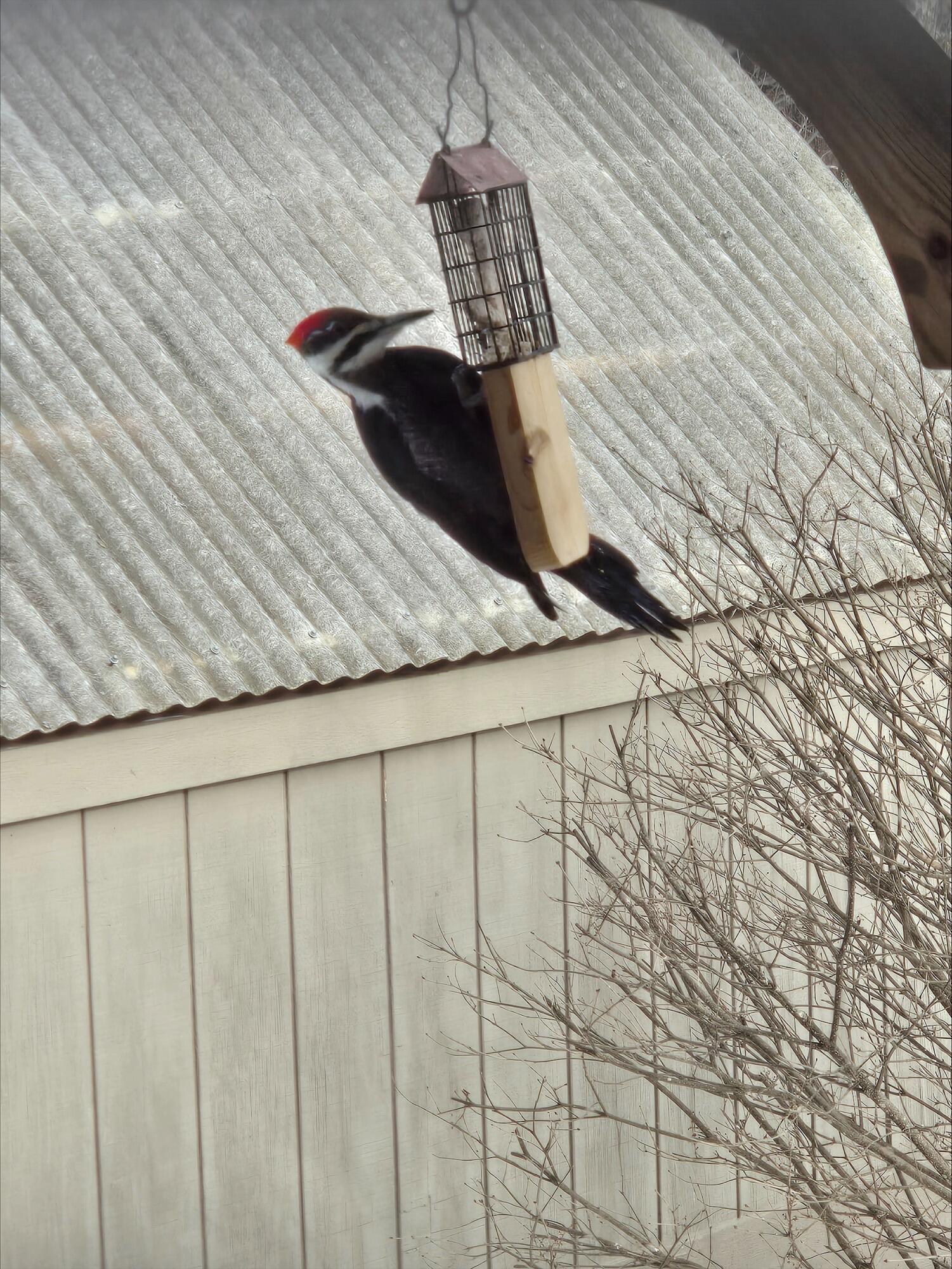 N11024 Deer Lake Road Stephenson, WI 54104 - Photo 77 of 99 Birds