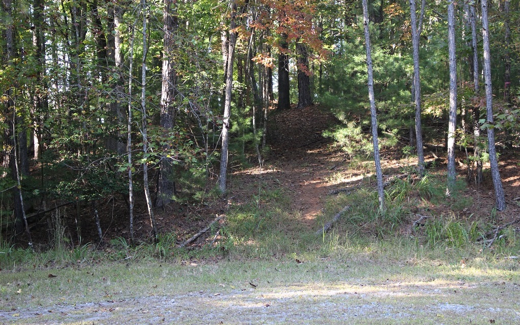 Lane-lt 1158 R Nectar Ellijay, GA 30540 - Photo 1 of 1 a view of a forest filled with trees