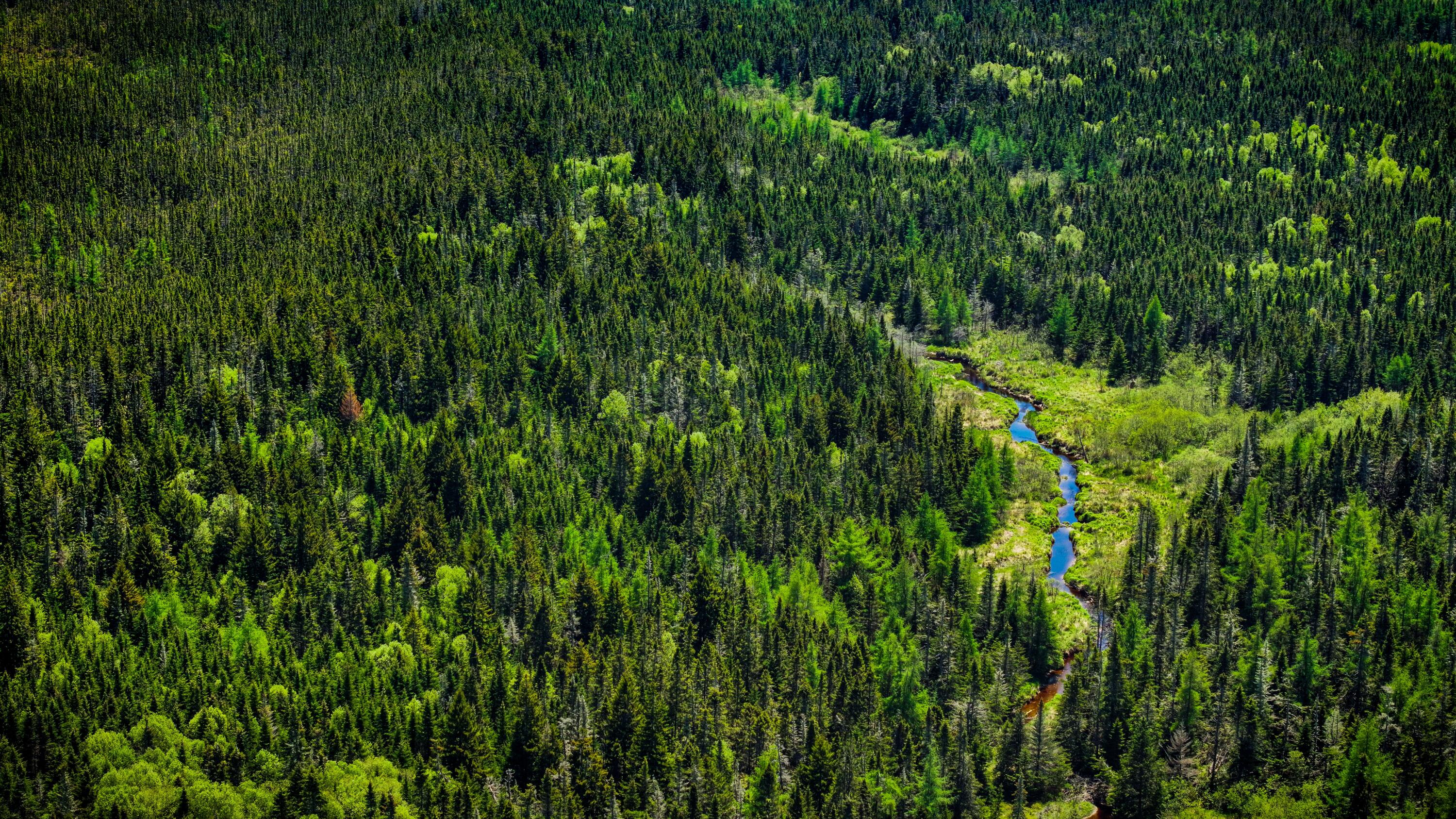 1728 Cutler Road Cutler, ME 04626 - Photo 3 of 3 DJI_20250603124741_0020_D