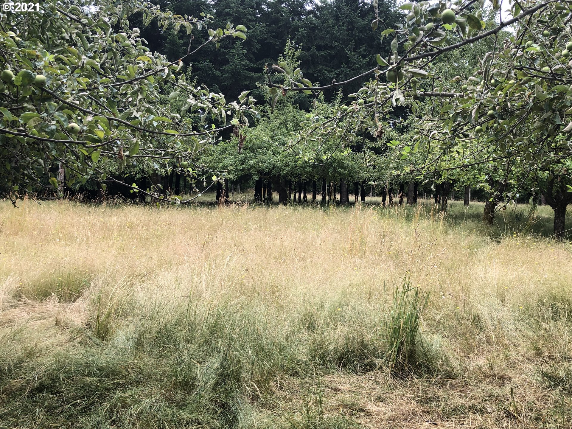 26338 Cory Road Junction City, OR 97448 - Photo 20 of 23 Gallery Image 20