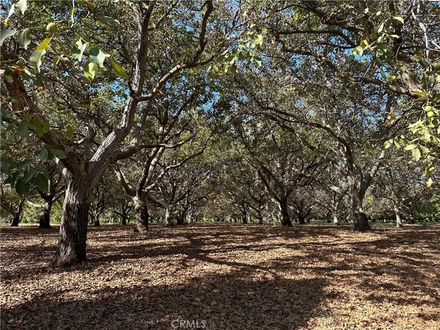 a view of large trees with yard